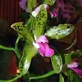 Cattleya guttata