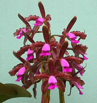 Description de l'image Cattleya tigrina.jpg.