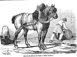 Gravure d'un cheval arnaché en arrière-plan un homme fait rouler un tonneau. Au pied de la gravure figure la légende (Les races de chevaux en France. - Cheval cauchois.