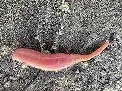 Caudina arenata