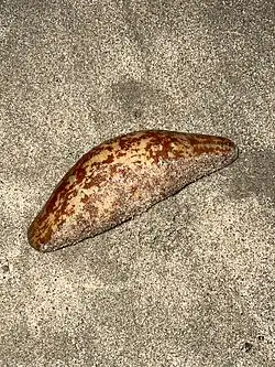 Caudina arenicola