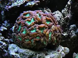 Caulastraea furcata