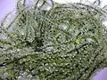 détail de Caulerpa lentillifera
