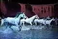 Course dans le bassin d'eau