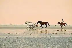 Chevaux à Jericoacoara.