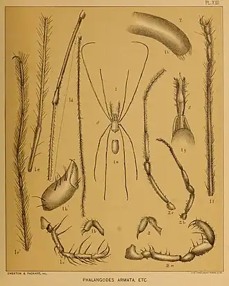 Description de l'image Cave Fauna of North America Plate 13.jpg.