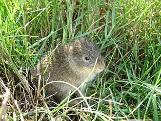 Description de l'image Cavia intermedia f825.JPG.