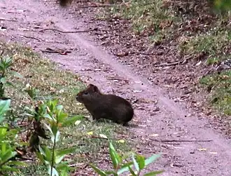 Description de l'image Cavia tschudii 31084241.jpg.