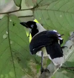 Cyanocorax cayanus