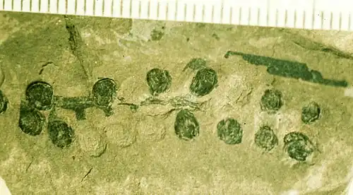 Fig. 4 Fossile de Caytonia nathorstii, la structure reproductive qui renferme les ovules. Exemplaire du Muséum d'histoire naturelle photographié par G.J. Retallack.