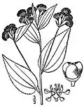 Ceanothus americanus.