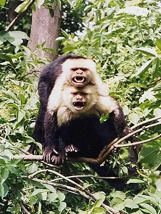 deux capucins montrant les dents, gueule ouverte