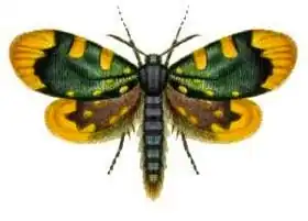 Cebysa leucotelus