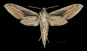 Cechenena lineosa ♀ △ MHNT