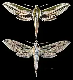 Cechenena scotti
