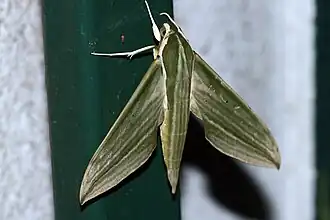 Description de l'image Cechenena sp. (Sphingidae).jpg.