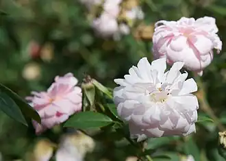 'Cécile Brünner'