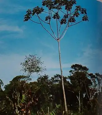 Cecropia pachystachya&nbsp;(it).