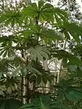 Cecropia glaziovi.