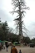 Le cèdre de Gouraud à Azrou (Maroc)