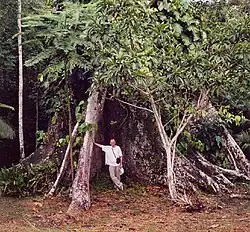 Contreforts du genre Ceiba (Amazonie péruvienne).