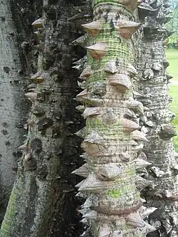 Écorce épineuse