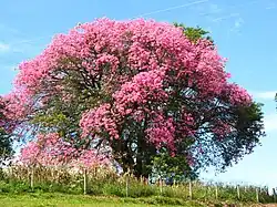 Vieil arbre en pleine floraison