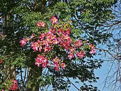 Ceiba speciosa ou Palo borracho