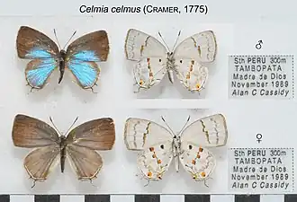 Description de l'image CelmiaCelmusMFUpUnAC1623 1624.jpg.