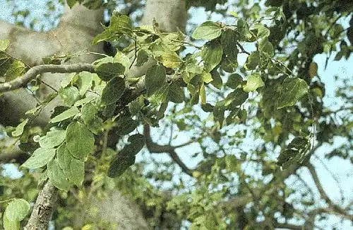 Feuilles de Celtis integrifolia.