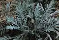 Plant de Centaurea niederi en extérieur.