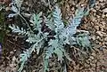 Plant de Centaurea niederi en extérieur.