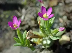 Fleurs de Petite centaurée délicate.