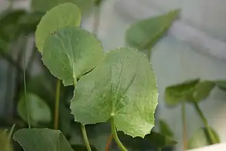 Description de l'image Centella erecta (2).jpg.