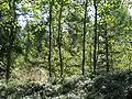 Zone forestière.