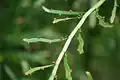 Branchages de M. platyclada