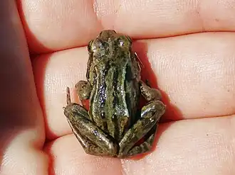 Description de l'image Central Asian Frog imported from iNaturalist photo 198887129 on 9 January 2023.jpg.