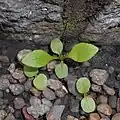 Plantules (jardin botanique de Wroclaw)