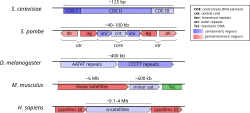 Représentation schématique de la structure de l'ADN centromérique