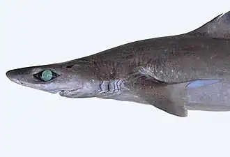 Tête.