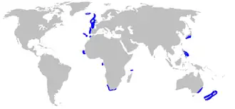 Description de l'image Centrophorus squamosus distmap.png.