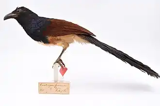 Description de l'image Centropus leucogaster leucogaster 007989684-RMNH.AVES.88176 front.jpg.