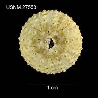 Centrostephanus asteriscus (test)