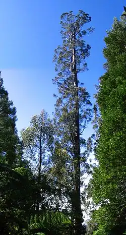 Centurion Le plus grand Eucalyptus regnans