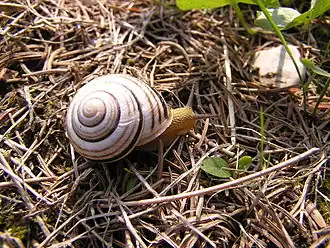 Description de l'image Cepaea vindobonensis1.jpg.