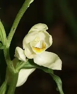 C. damasonium