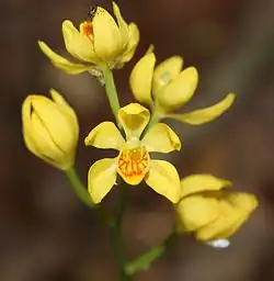 C. falcata