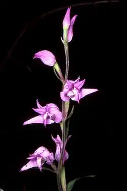 Inflorescence