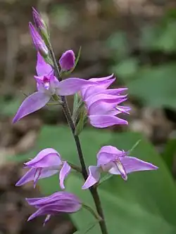 Céphalanthère rouge.