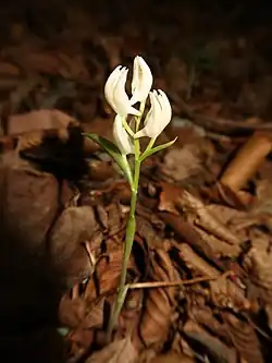 C. subaphylla